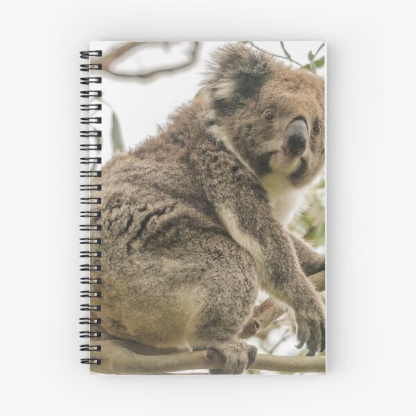 Item preview, Koala 1 designed and sold by Werner Padarin.