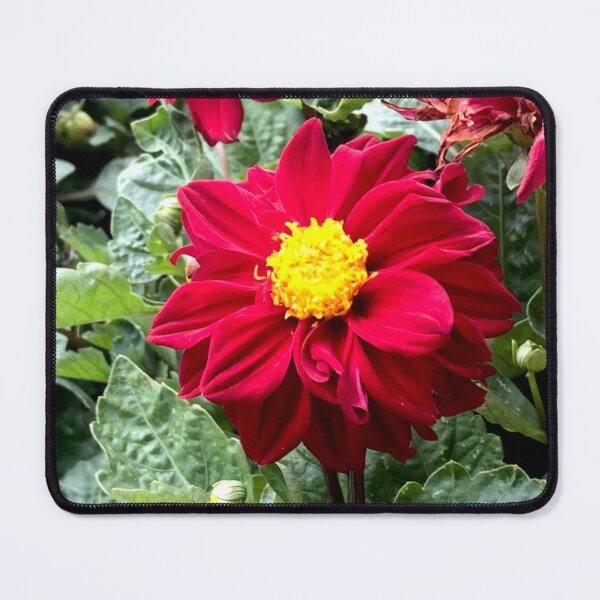Item preview, Ruby Red - Delightful Dahlia designed and sold by KazM.