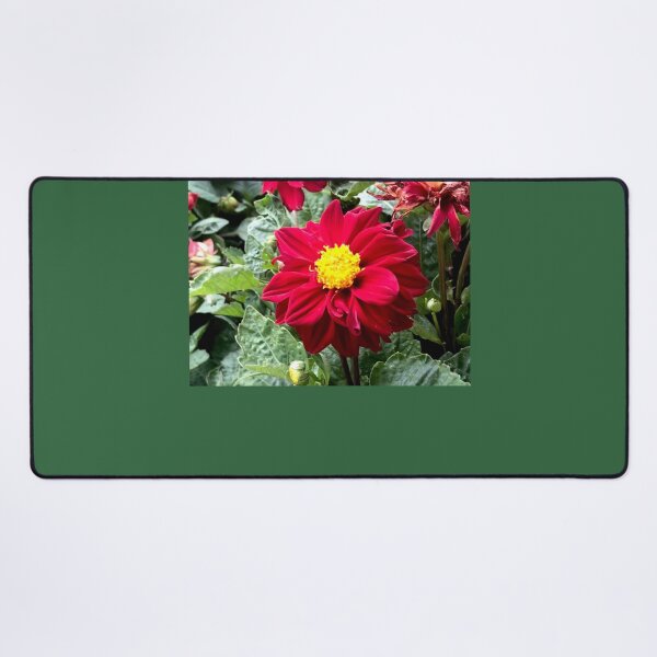 Item preview, Ruby Red - Delightful Dahlia  designed and sold by KazM.