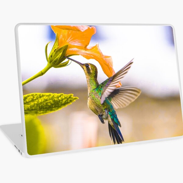 Colibri 1 set di accessori per l'alimentatore colibrì con colibrì alimentatore colibrì 