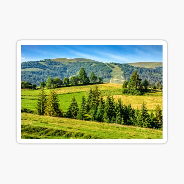 spruce forest near in valley Sticker