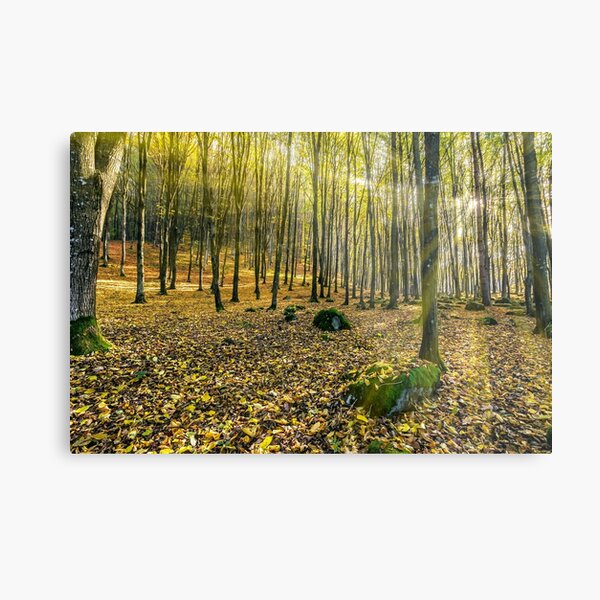 foggy autumn forest in sun rays Metal Print