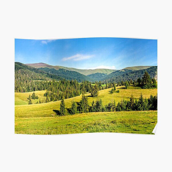 spruce forest on mountain meadow Poster
