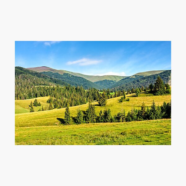 spruce forest on mountain meadow Photographic Print