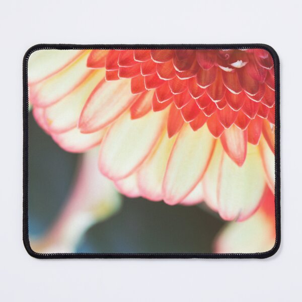 Item preview, Front view of Gerbera daisy coloful flower macro on petals designed and sold by Grégory DUBUS.