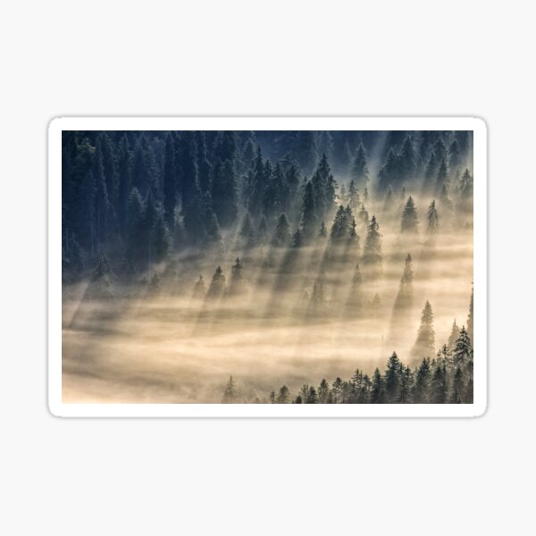 coniferous forest in foggy mountains Sticker