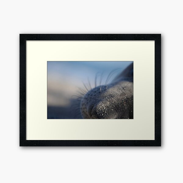 Seal Parts Nose Framed Art Print