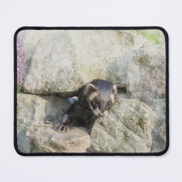 Item preview, Polecat Watercolour Photograph designed and sold by Jane Stanley Photography.