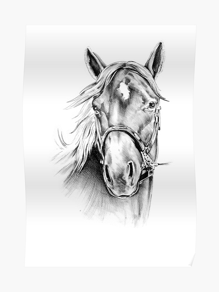 Freehand Horse Head Pencil Drawing 10 Poster By Rafalkulik Redbubble