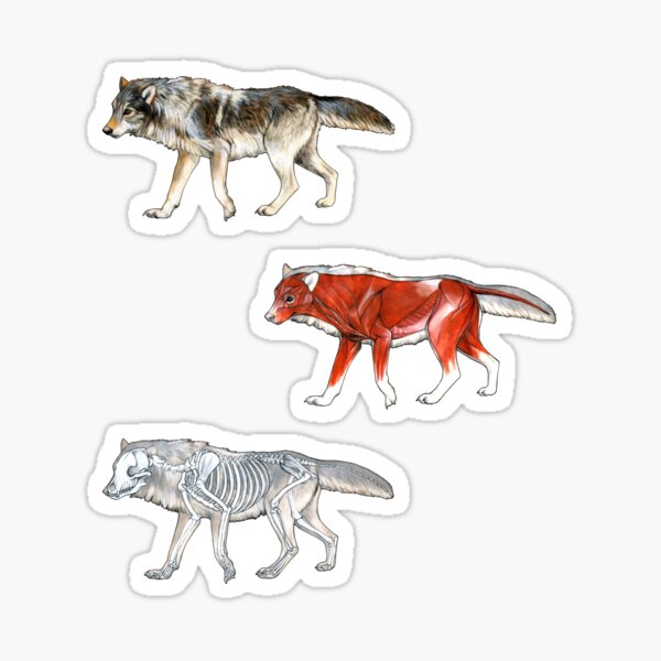 Wolf Anatomy Sticker