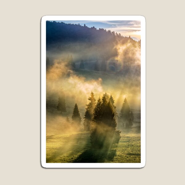 fog in the conifer forest Magnet
