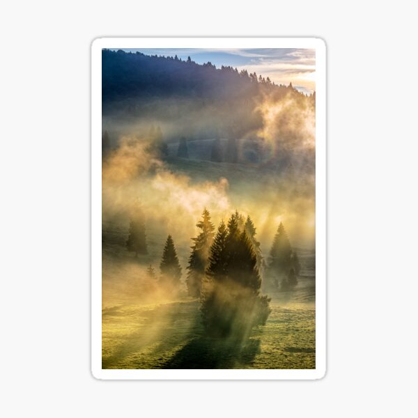 fog in the conifer forest Sticker