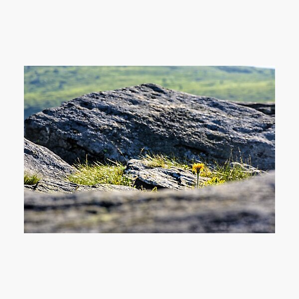 dandelion among the boulders on hill side Photographic Print