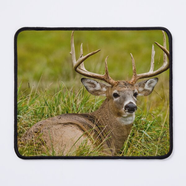 Item preview, White-tailed Deer designed and sold by Michael Cummings.