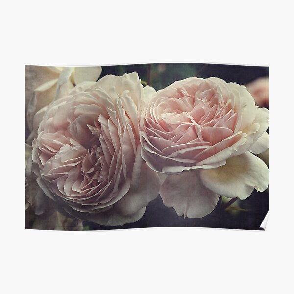 A Shropshire Lad - English Rose - Vintage Style Poster