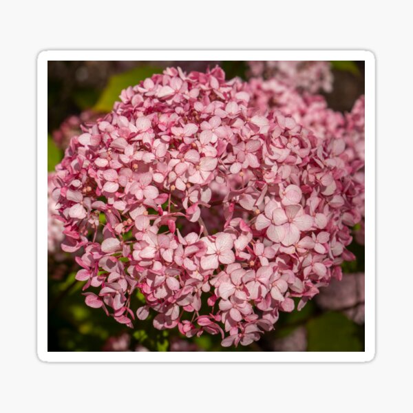 Regalos y productos: Primer Plano De Hortensia | Redbubble