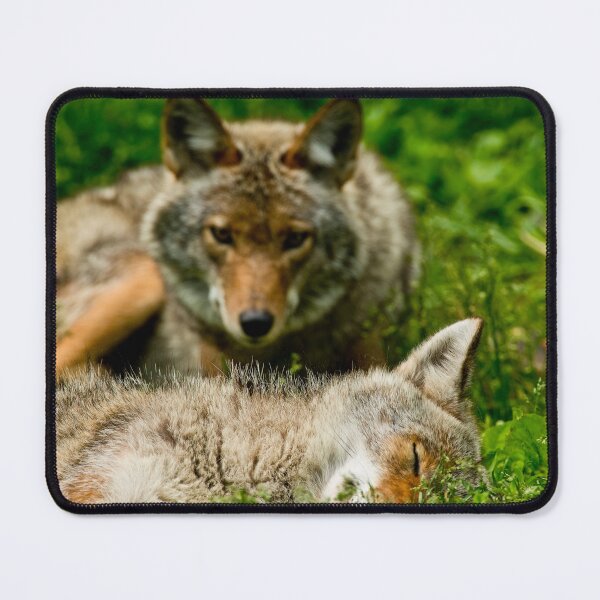 Item preview, Coyotes designed and sold by Michael Cummings.