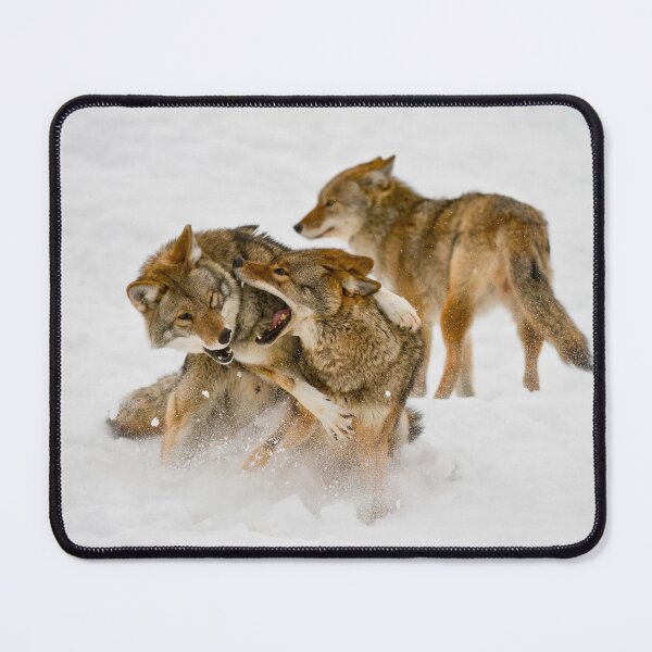 Item preview, Coyotes Playing designed and sold by Michael Cummings.
