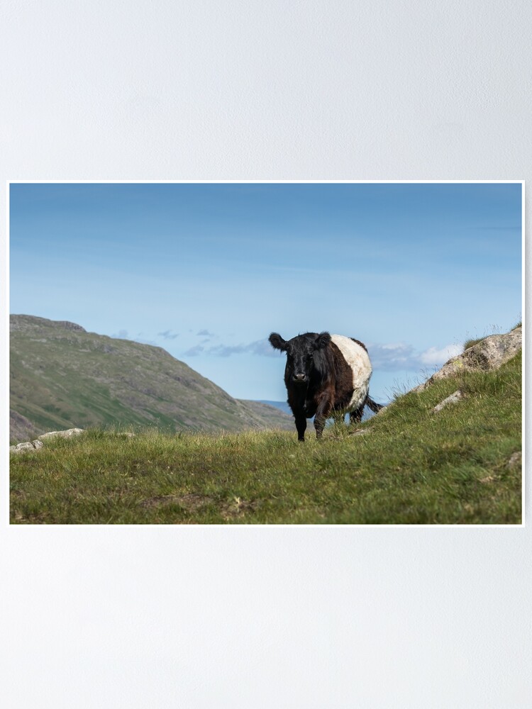 Raspberry Cow Photographic Print for Sale by Jane Stanley