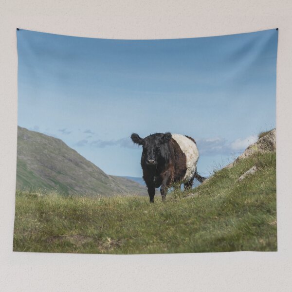 Item preview, Belted Galloway Cow on the Cumbrian Fells designed and sold by Jane Stanley Photography.