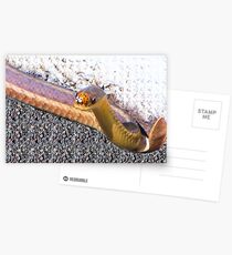 The Lady With The Snake Postcards
