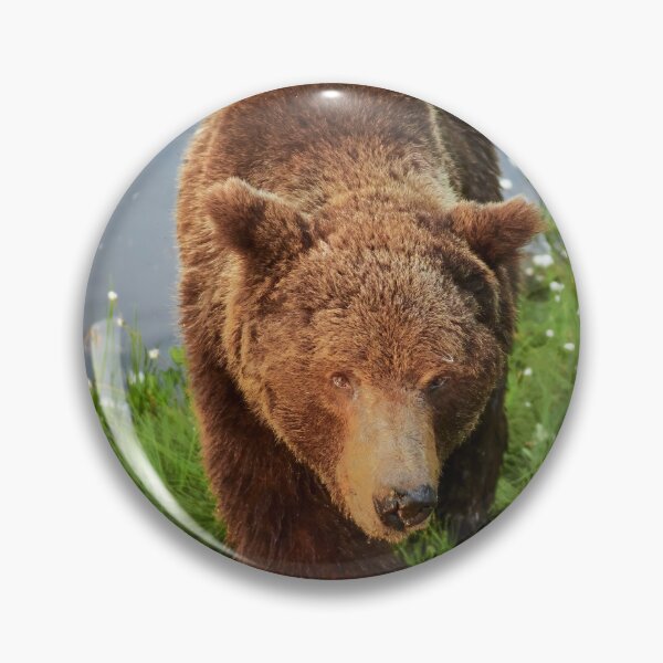 Item preview, Getting closer and closer. Brown bear designed and sold by Jouko Lehto Photography.