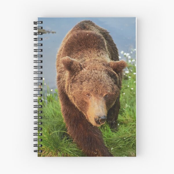 Item preview, Getting closer and closer. Brown bear designed and sold by Jouko Lehto Photography.