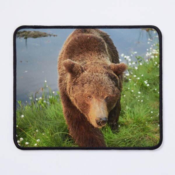 Item preview, Getting closer and closer. Brown bear designed and sold by Jouko Lehto Photography.