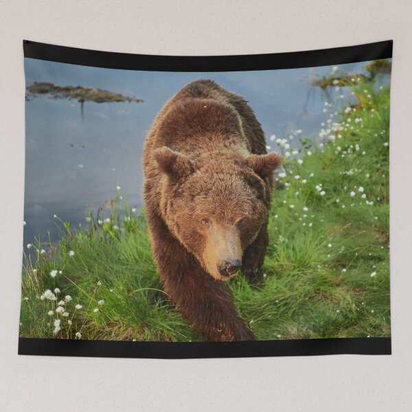 Item preview, Getting closer and closer. Brown bear designed and sold by Jouko Lehto Photography.