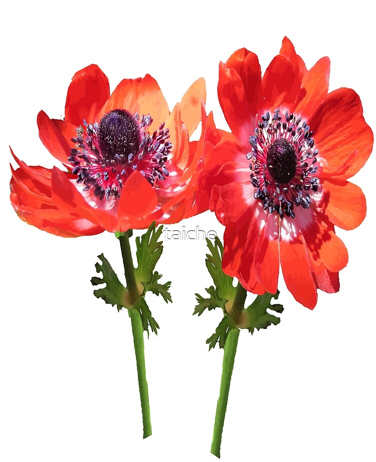 Funda y vinilo para iPad «Arte vectorial de flores silvestres de anémona  roja» de taiche | Redbubble