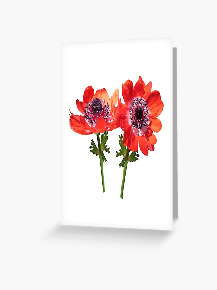 Tarjetas de felicitación «Arte vectorial de flores silvestres de anémona  roja» de taiche | Redbubble