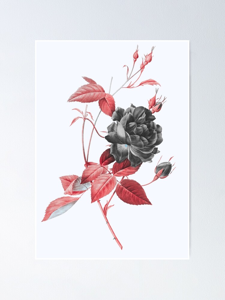 Póster «Flor de rosa de Bengala roja sangre, Ilustración alternativa - Rosa  negra y roja» de DaphneKstudio | Redbubble