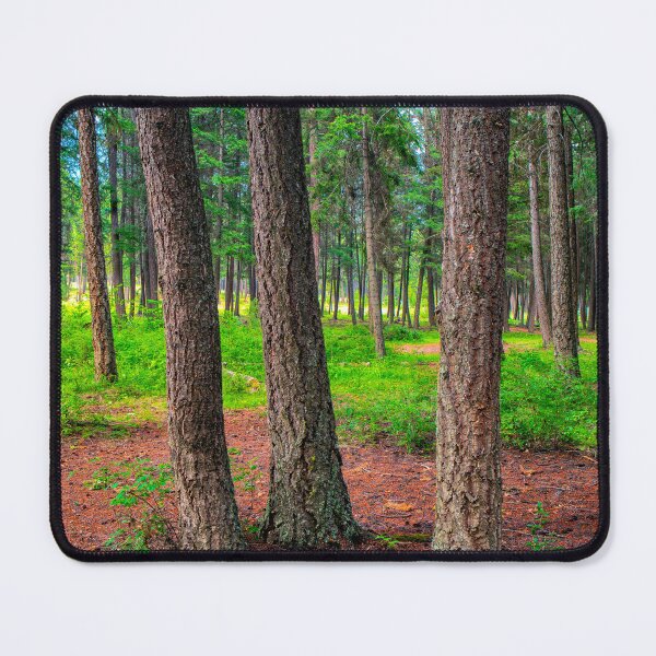 Item preview, Douglas Fir Forest Trees Fountain Lake British Columbia designed and sold by Kevin Miller Photography.