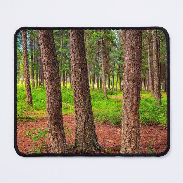 Item preview, Douglas Fir Forest Trees Fountain Lake British Columbia designed and sold by Kevin Miller Photography.