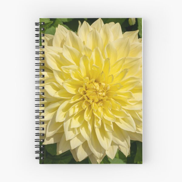 Item preview, Bright Yellow Dahlia Flower Closeup designed and sold by Harmony Of The Mind.