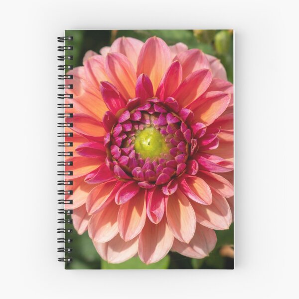 Item preview, Pink / Red Dahlia Flower Closeup designed and sold by Harmony Of The Mind.
