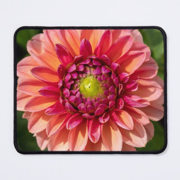 Item preview, Pink / Red Dahlia Flower Closeup designed and sold by Harmony Of The Mind.