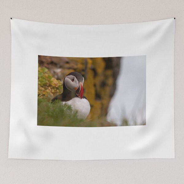 Item preview, Puffin in iceland designed and sold by pietrofoto.