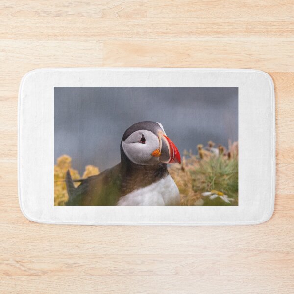 Item preview, Puffin in Iceland designed and sold by pietrofoto.
