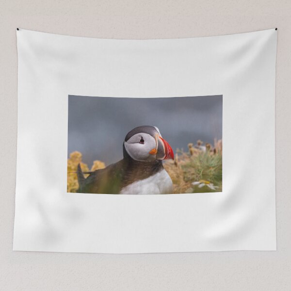 Item preview, Puffin in Iceland designed and sold by pietrofoto.