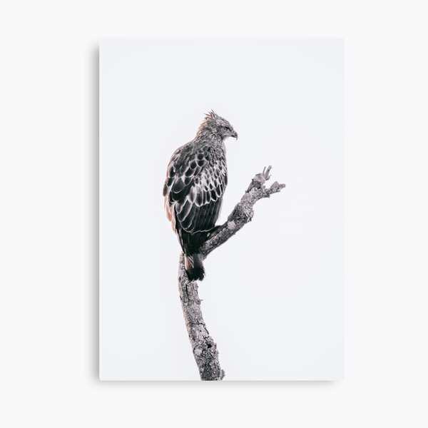 On the lookout, Hawk-Eagle Canvas Print