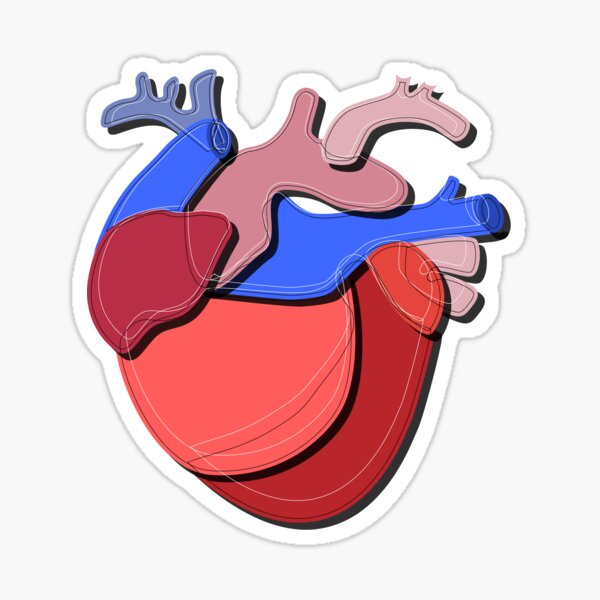 Anatomical Heart Sticker For Sale By Dannydraw Redbubble 0728