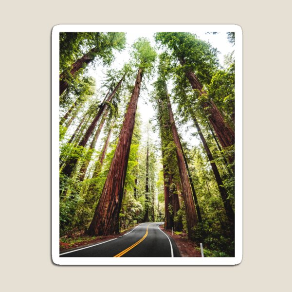 Humboldt Redwoods State Park Magnet