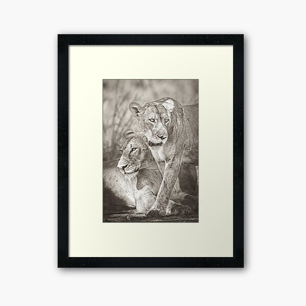 Mother Lioness Framed Art Print