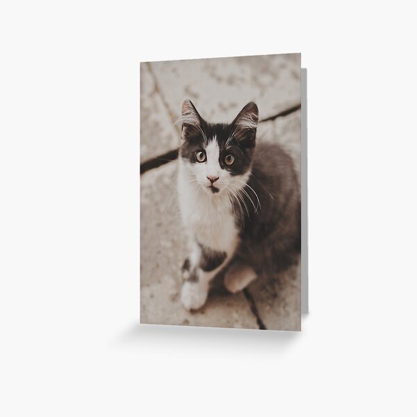 Item preview, cat on stone designed and sold by wolfgangrainer.
