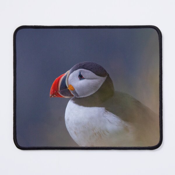 Item preview, Portrait of a puffin designed and sold by pietrofoto.