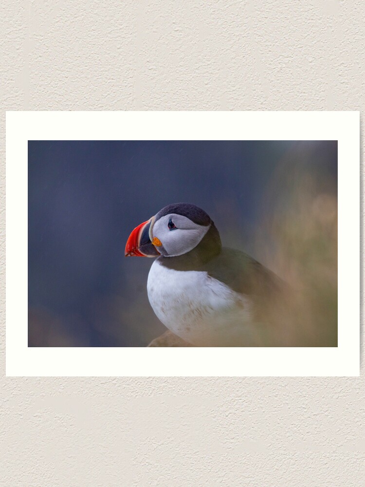 Alternate view of Portrait of a puffin Art Print