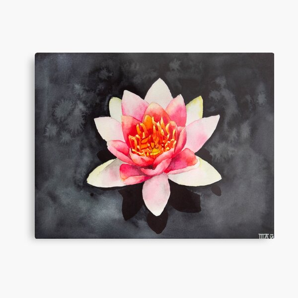 Pink Lotus In Black Water Metal Print