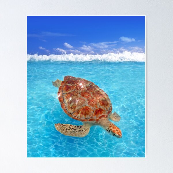 Turtle straws jaws Poster for Sale by DeBellis467