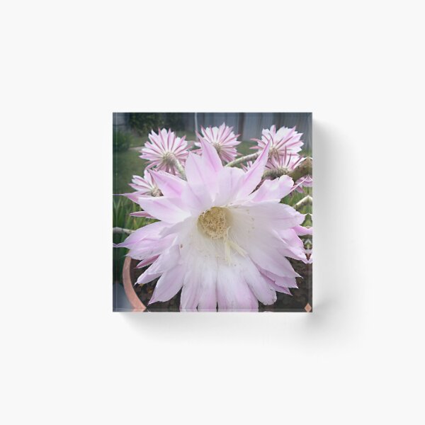 Item preview, Transient beauty designed and sold by voelzis.